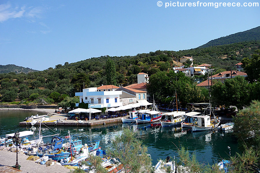 Skala Sikaminias is a small cute fishing village east of Molyvos in Lesvos.