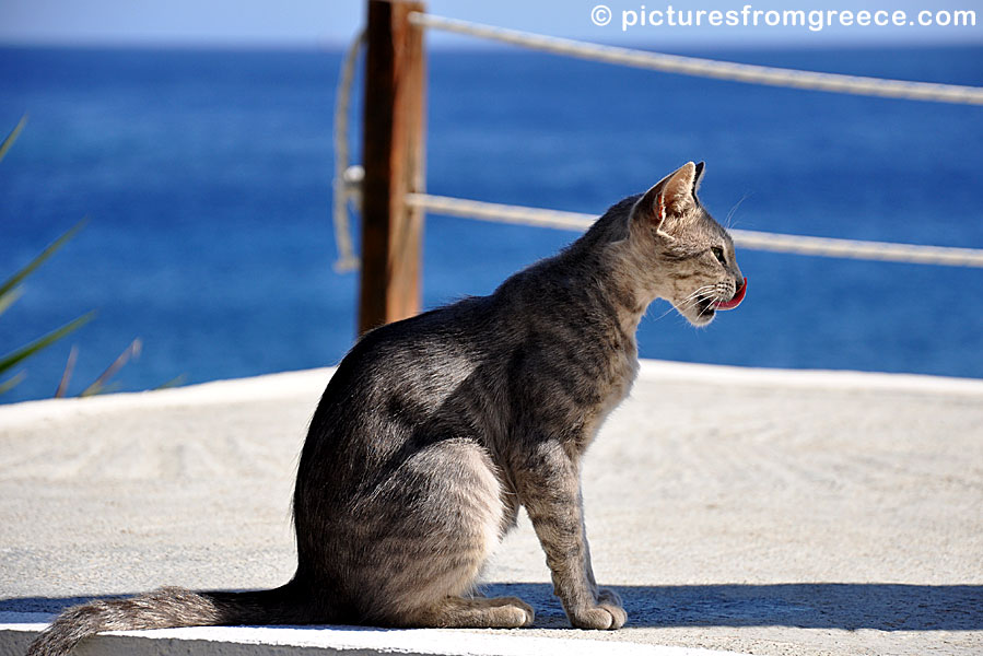 Cat in Faros on Sifnos