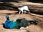 Peacock and cat. Kos.