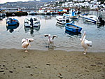 Pelicans. Mykonos.
