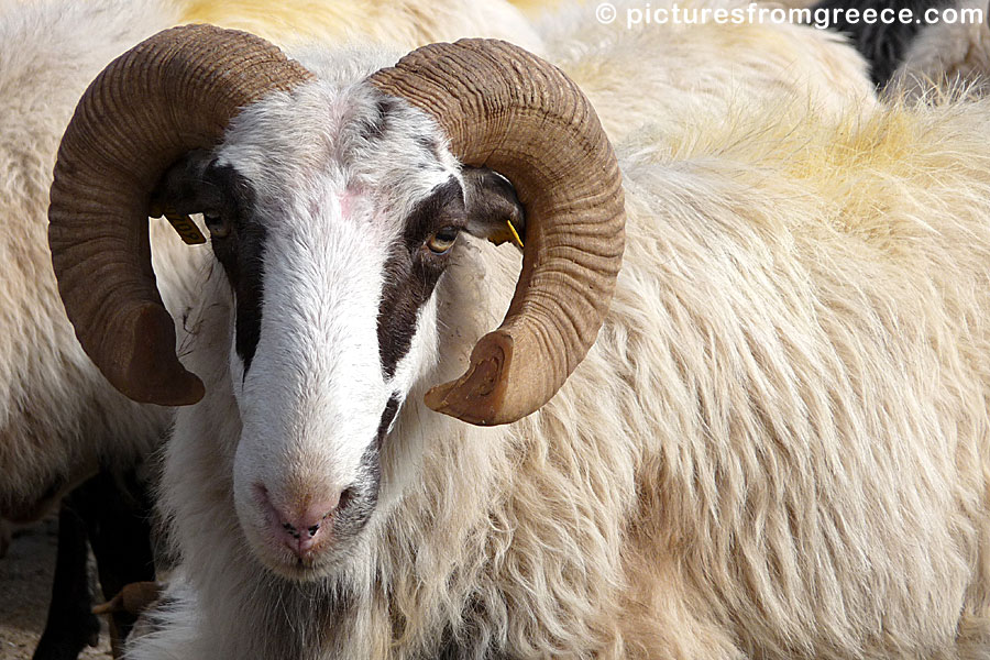 Crete. Ram sheep.