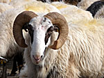 Ram sheep.