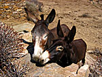 Donkeys on Folegandros.