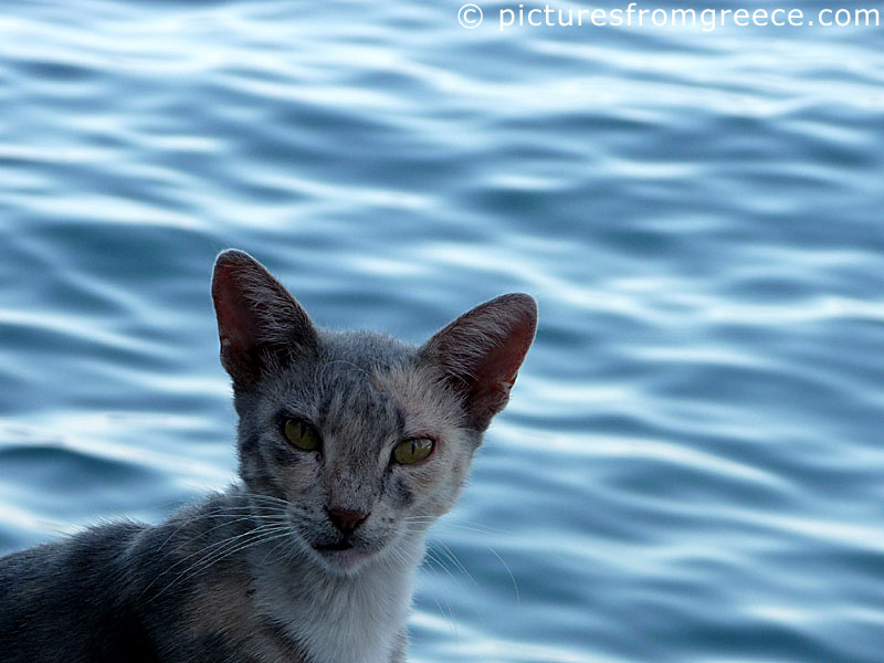 Cat from Ikaria