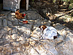 Hen and dog on Serifos.